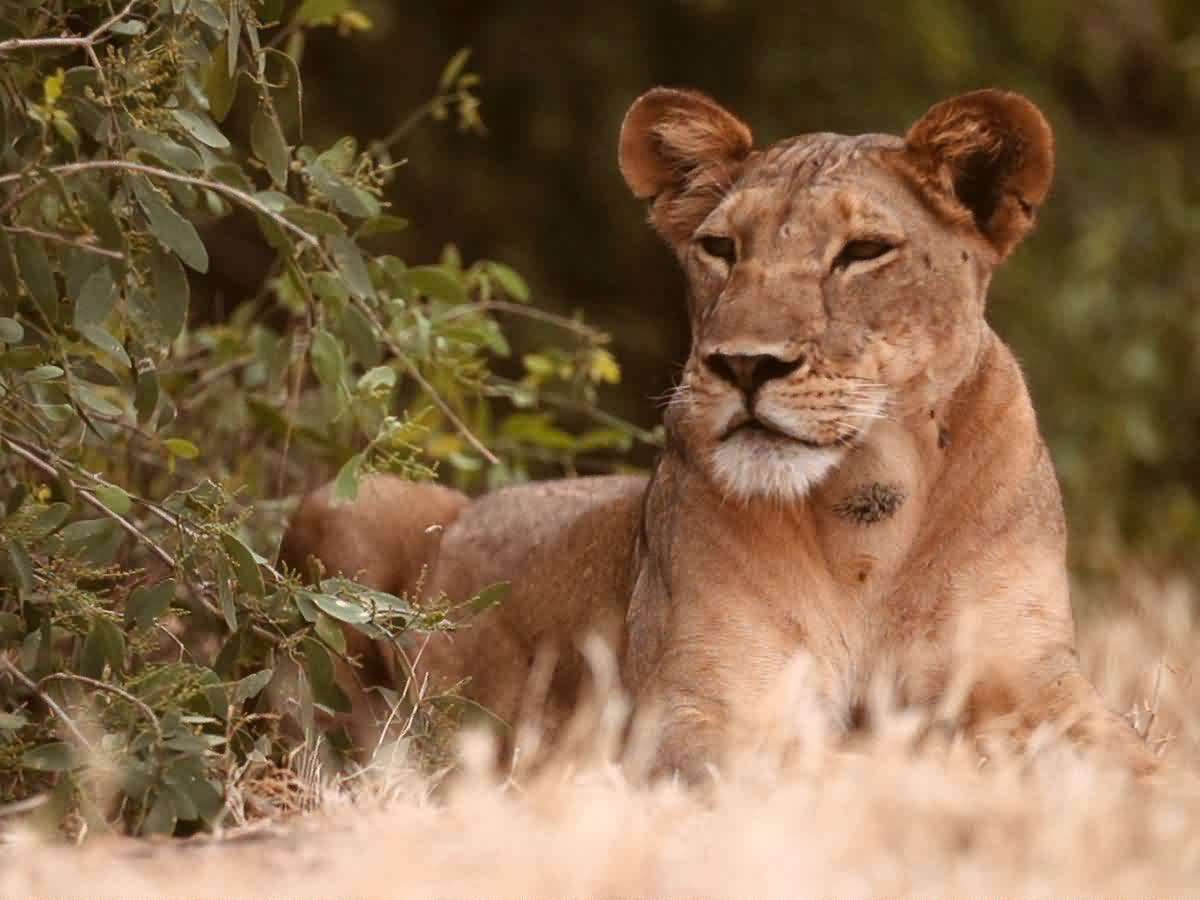 Lion Protector Biologist Helps Big Cats and People Coexist