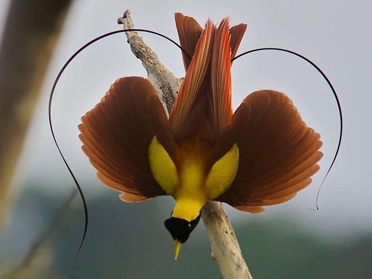 National Geographic Live Tim Laman & Ed Scholes Birds of Paradise