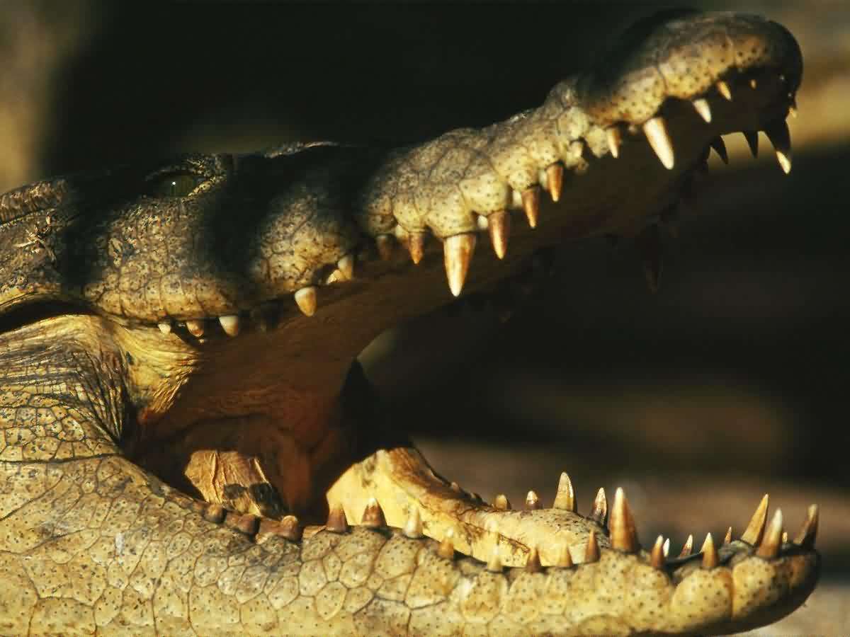 Birds vs. Crocodiles
