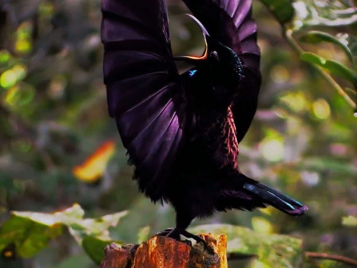 Birds of Paradise Amazing